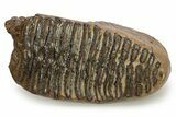 Woolly Mammoth Lower M Molar - North Sea Deposits #272819-2